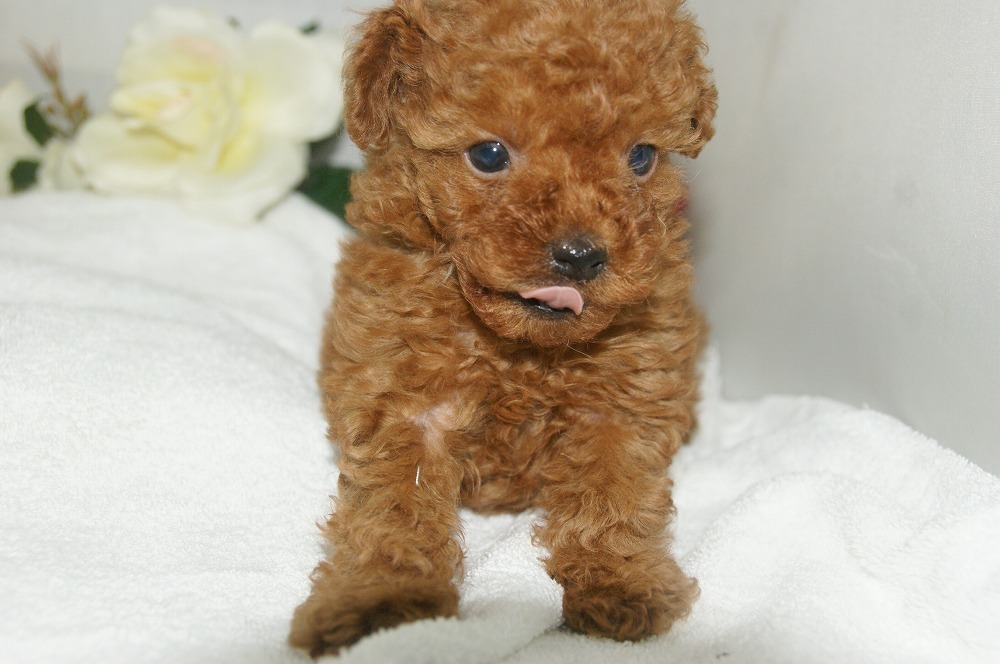 宮城県ペットショップ/ペットショップ鈴花　子犬情報／トイプードル