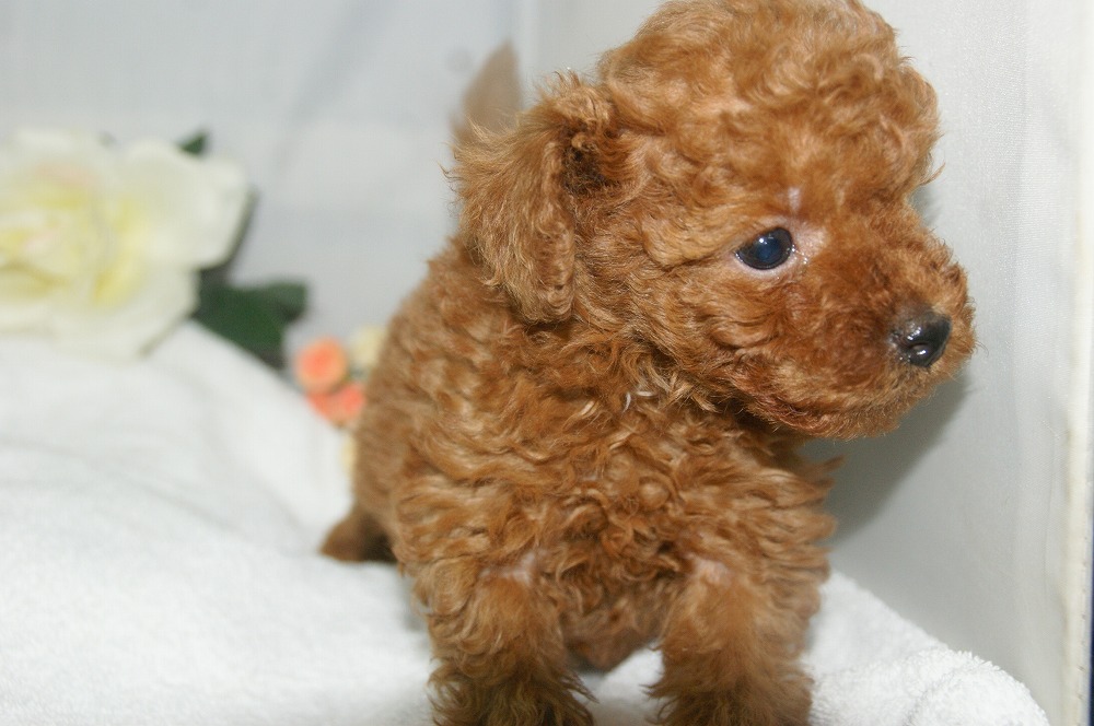 宮城県ペットショップ/ペットショップ鈴花　子犬情報／トイプードル