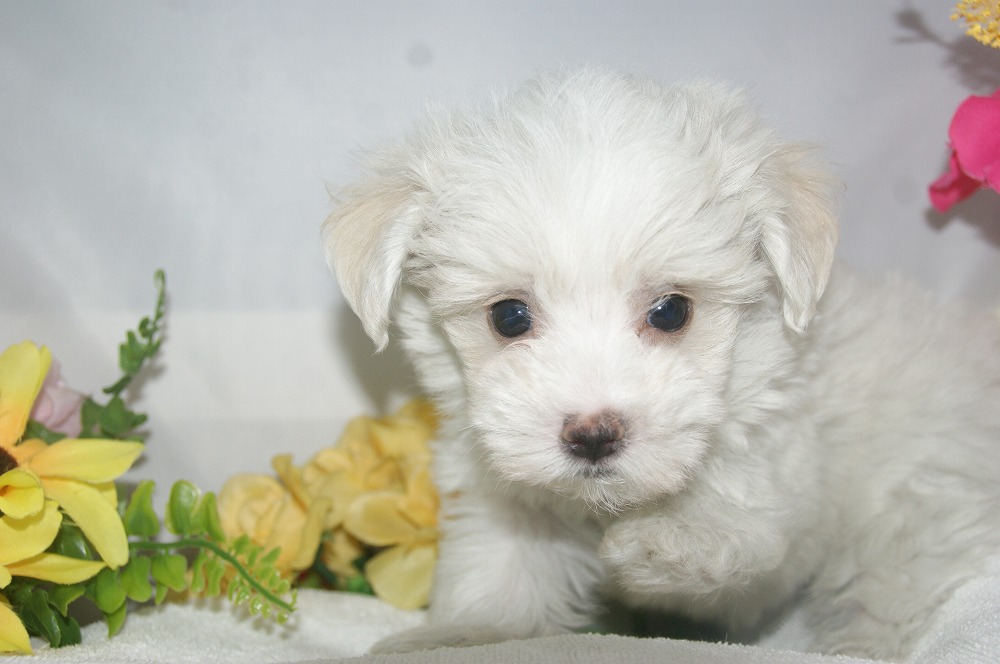 宮城県ペットショップ/ペットショップ鈴花　子犬情報／ハーフ犬