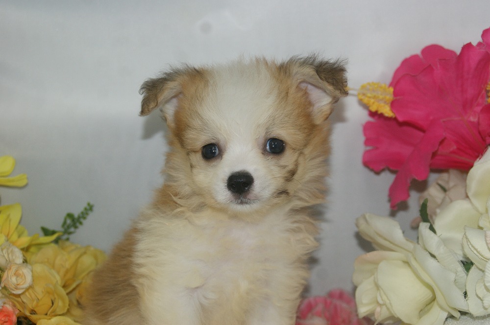 宮城県ペットショップ/ペットショップ鈴花　子犬情報／ハーフ犬