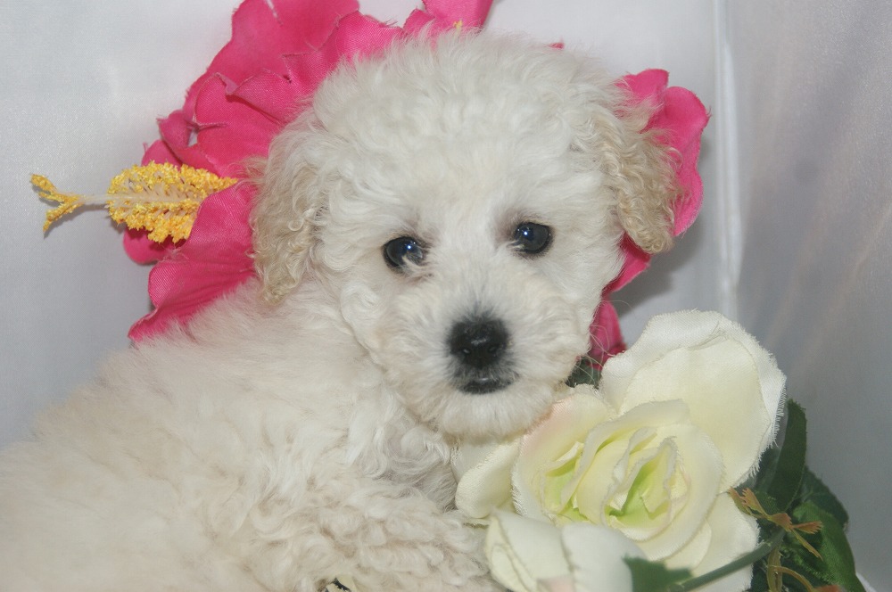 宮城県ペットショップ/ペットショップ鈴花　子犬情報／トイプードル