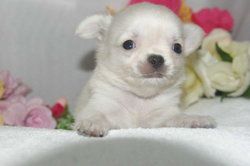 宮城県ペットショップ/ペットショップ鈴花　子犬情報／ロングチワワ