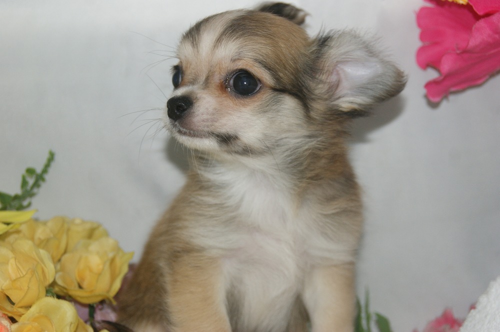 宮城県ペットショップ/ペットショップ鈴花　子犬情報／ロングチワワ