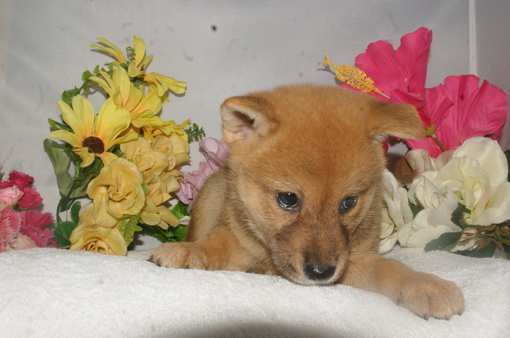 宮城県ペットショップ/ペットショップ鈴花　子犬情報／柴犬