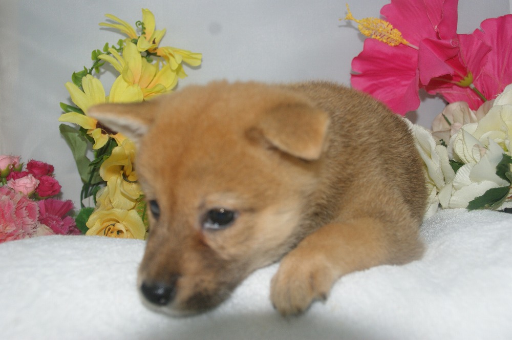 宮城県ペットショップ/ペットショップ鈴花　子犬情報／柴犬