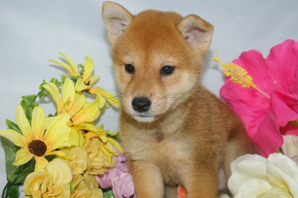 宮城県ペットショップ/ペットショップ鈴花　子犬情報／柴犬