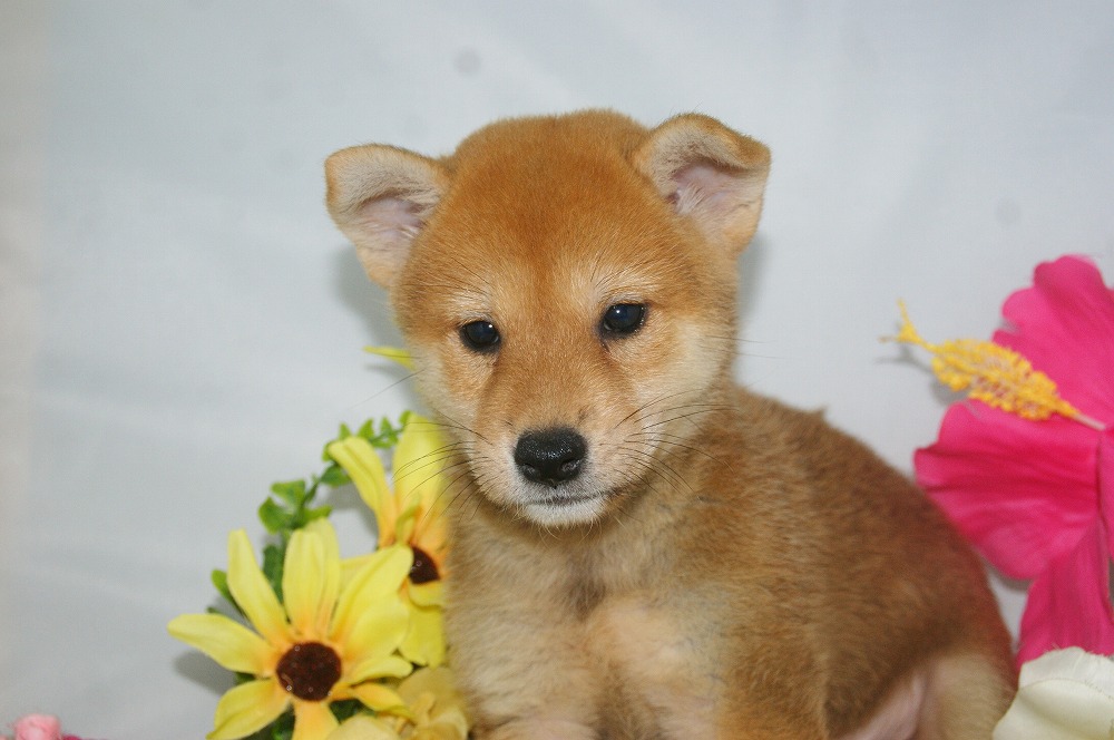 宮城県ペットショップ/ペットショップ鈴花　子犬情報／柴犬