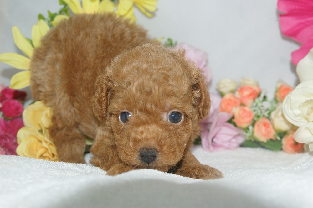 宮城県ペットショップ/ペットショップ鈴花／トイプードル犬