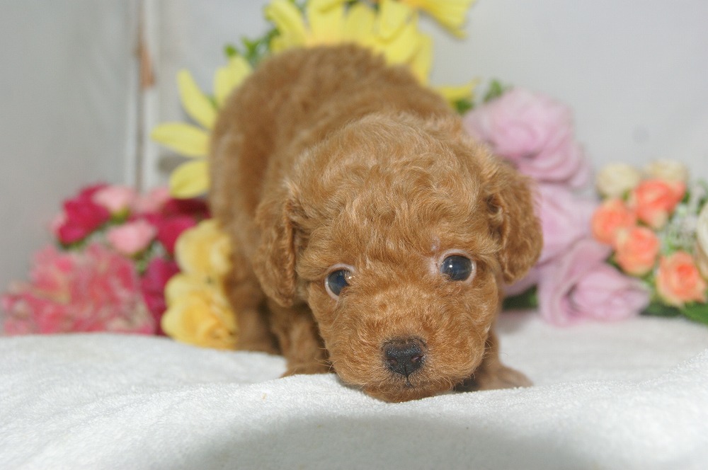 宮城県ペットショップ/ペットショップ鈴花　子犬情報／トイプードル