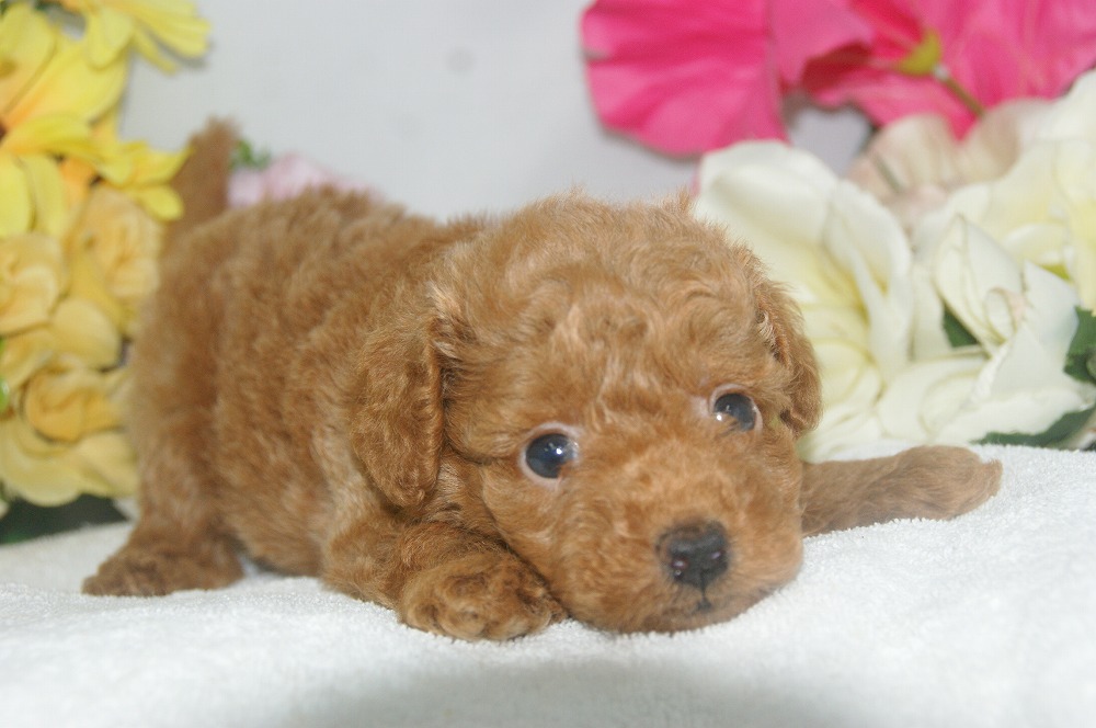 宮城県ペットショップ/ペットショップ鈴花　子犬情報／トイプードル