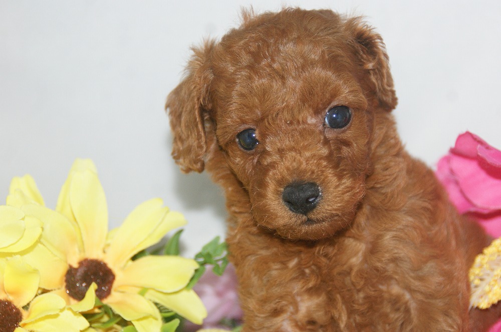 宮城県ペットショップ/ペットショップ鈴花　子犬情報／トイプードル