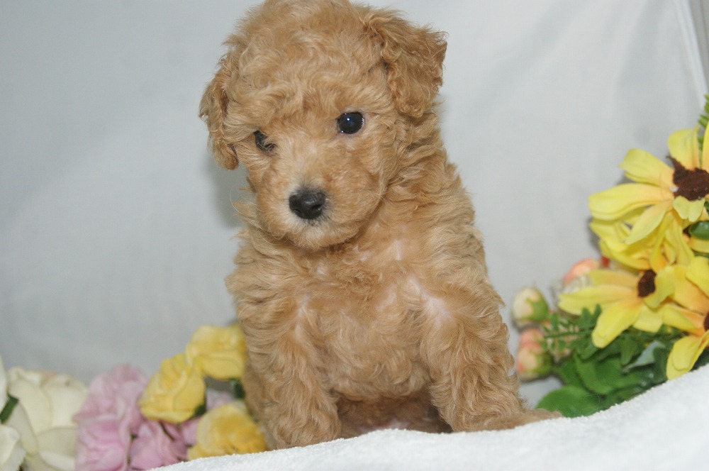宮城県ペットショップ/ペットショップ鈴花　子犬情報／ハーフ犬