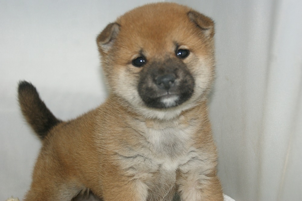 宮城県ペットショップ/ペットショップ鈴花/柴犬