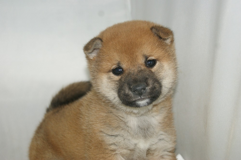 宮城県ペットショップ/ペットショップ鈴花 子犬情報/柴犬