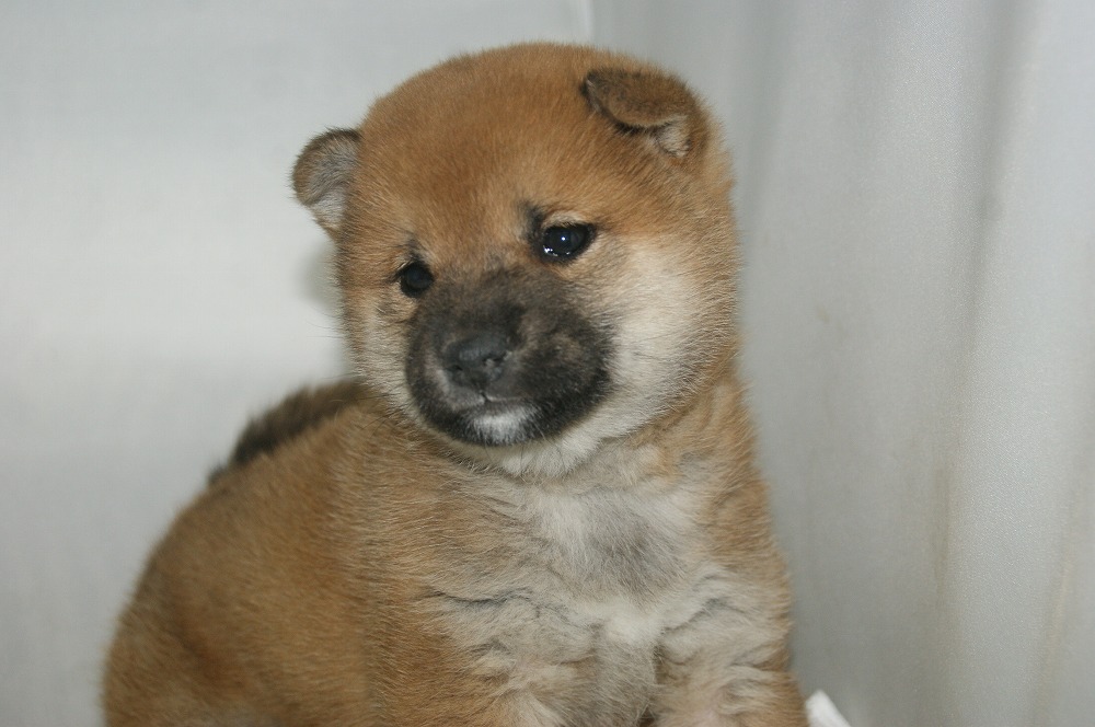 宮城県ペットショップ/ペットショップ鈴花 子犬情報/柴犬