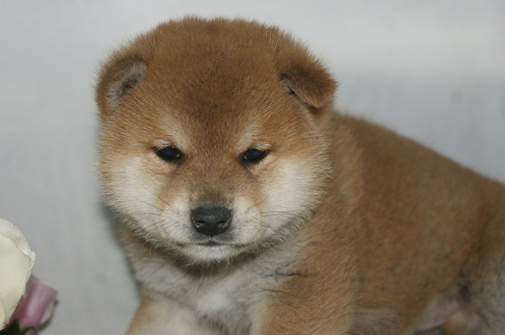 宮城県ペットショップ/ペットショップ鈴花/柴犬