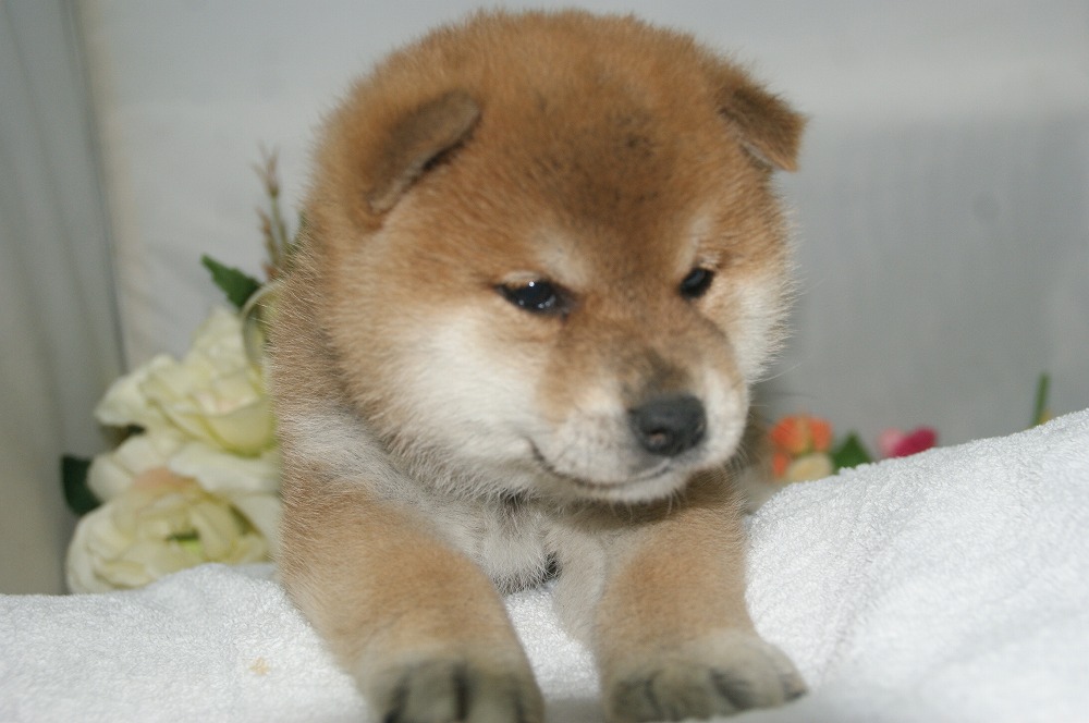 宮城県ペットショップ/ペットショップ鈴花 子犬情報/柴犬