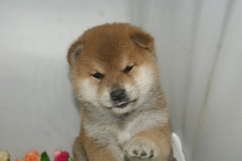 宮城県ペットショップ/ペットショップ鈴花 子犬情報/柴犬