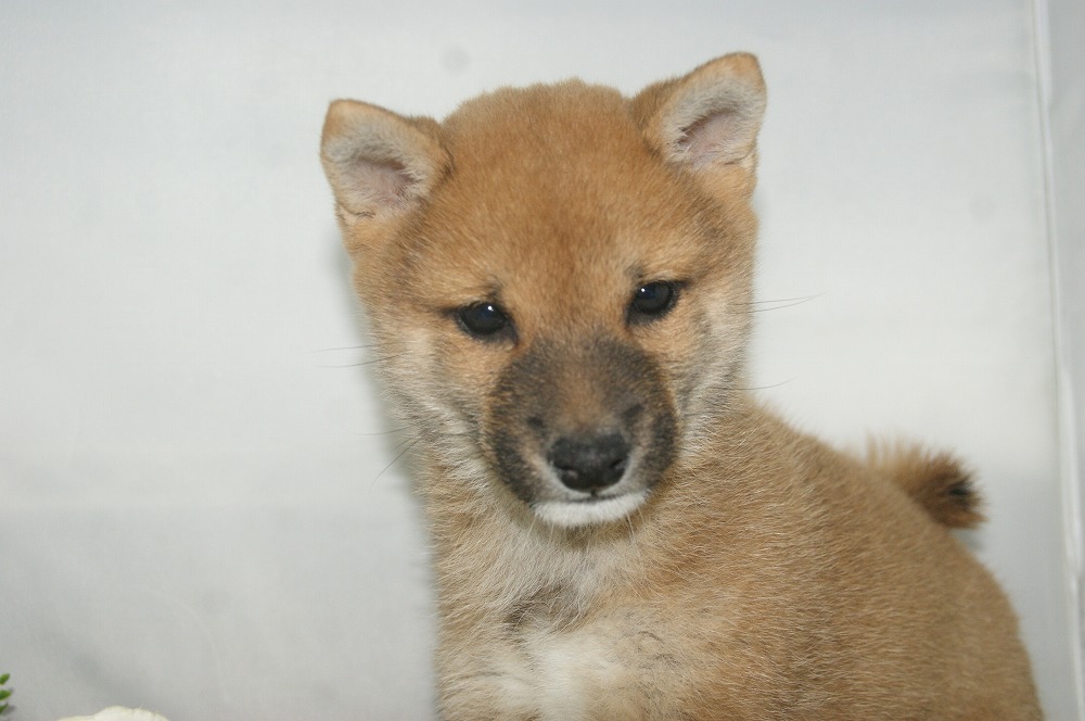 宮城県ペットショップ/ペットショップ鈴花/豆柴