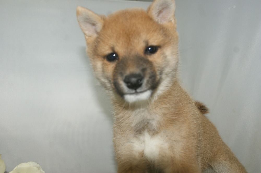 宮城県ペットショップ/ペットショップ鈴花 子犬情報/豆柴