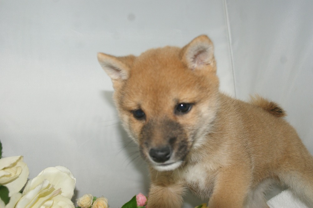 宮城県ペットショップ/ペットショップ鈴花 子犬情報/豆柴