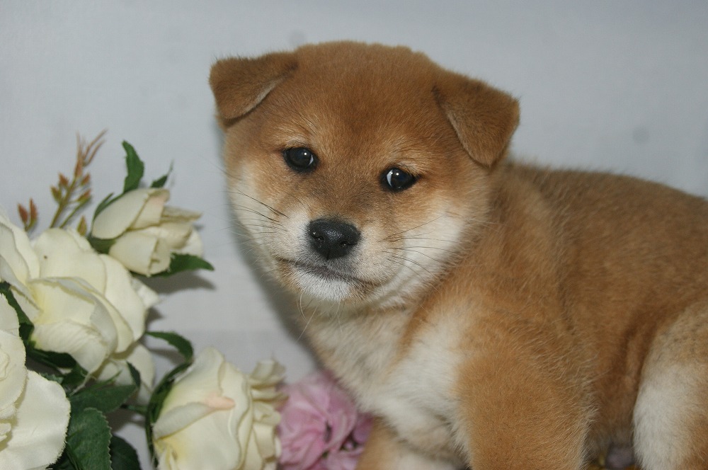 宮城県ペットショップ/ペットショップ鈴花　子犬情報／柴犬