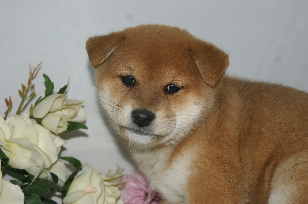 宮城県ペットショップ/ペットショップ鈴花　子犬情報／柴犬