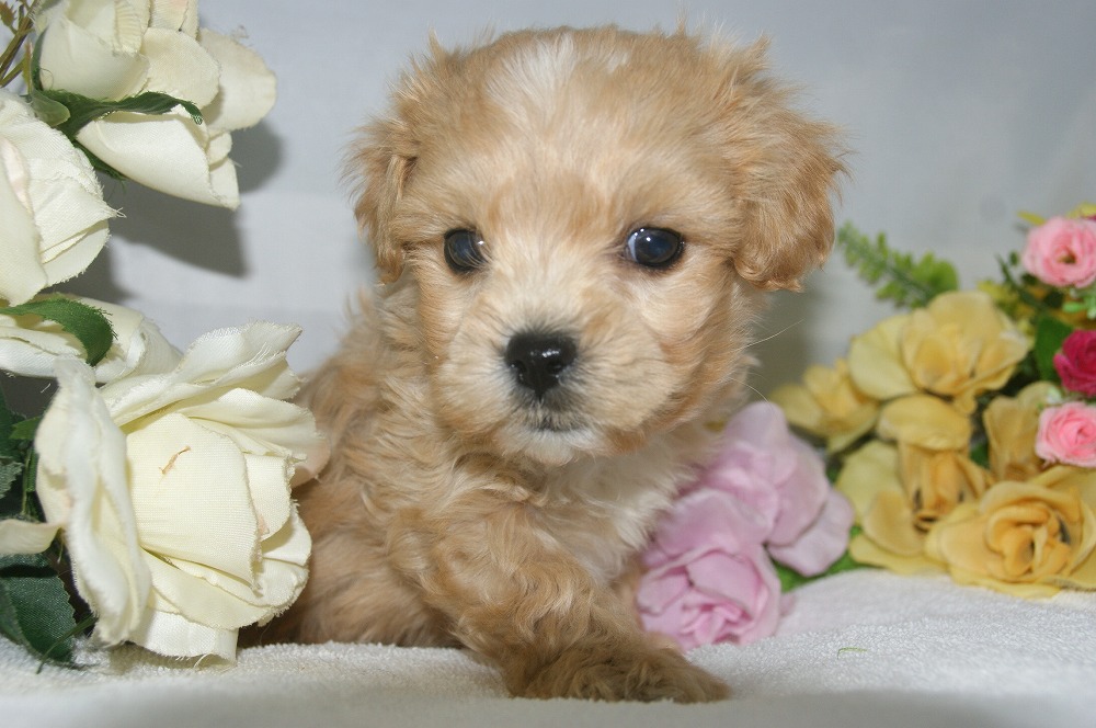 宮城県ペットショップ/ペットショップ鈴花　子犬情報／ハーフ犬
