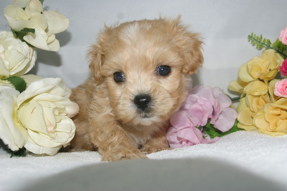 宮城県ペットショップ/ペットショップ鈴花　子犬情報／ハーフ犬