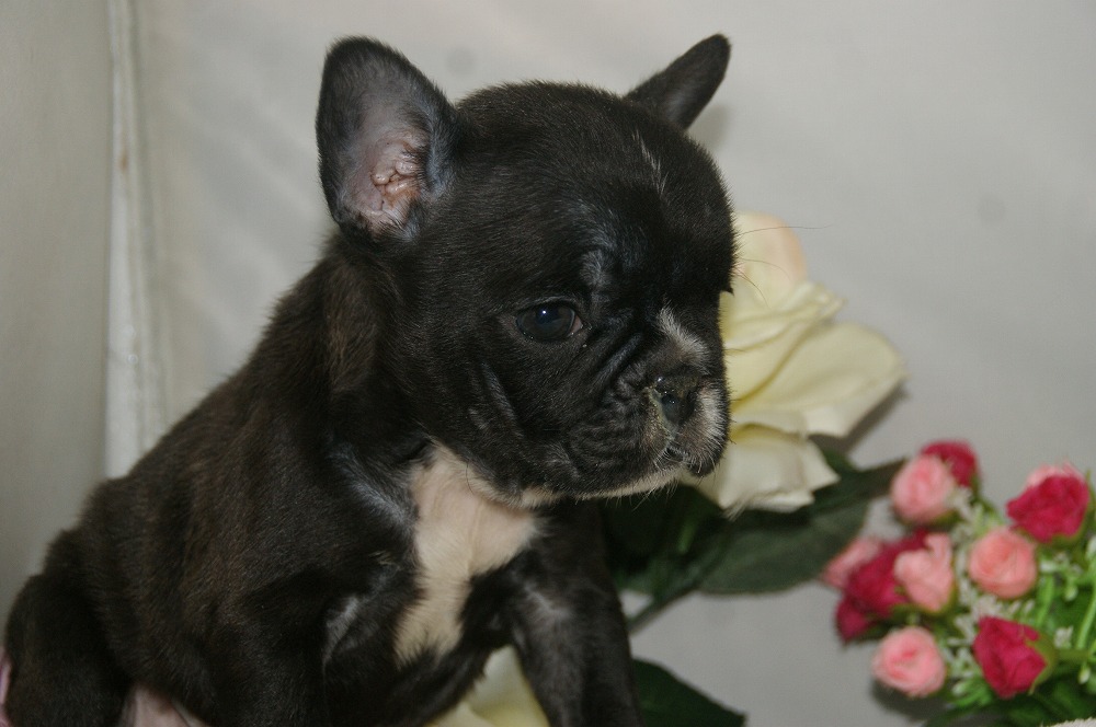 宮城県ペットショップ/ペットショップ鈴花　子犬情報／フレンチブルドッグ犬