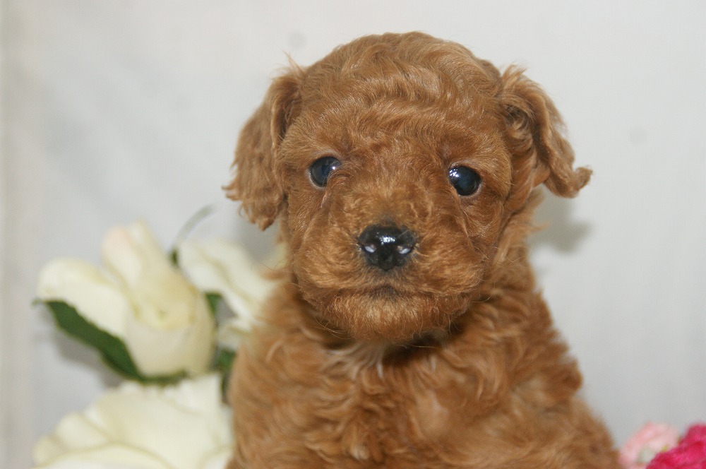 宮城県ペットショップ/ペットショップ鈴花／