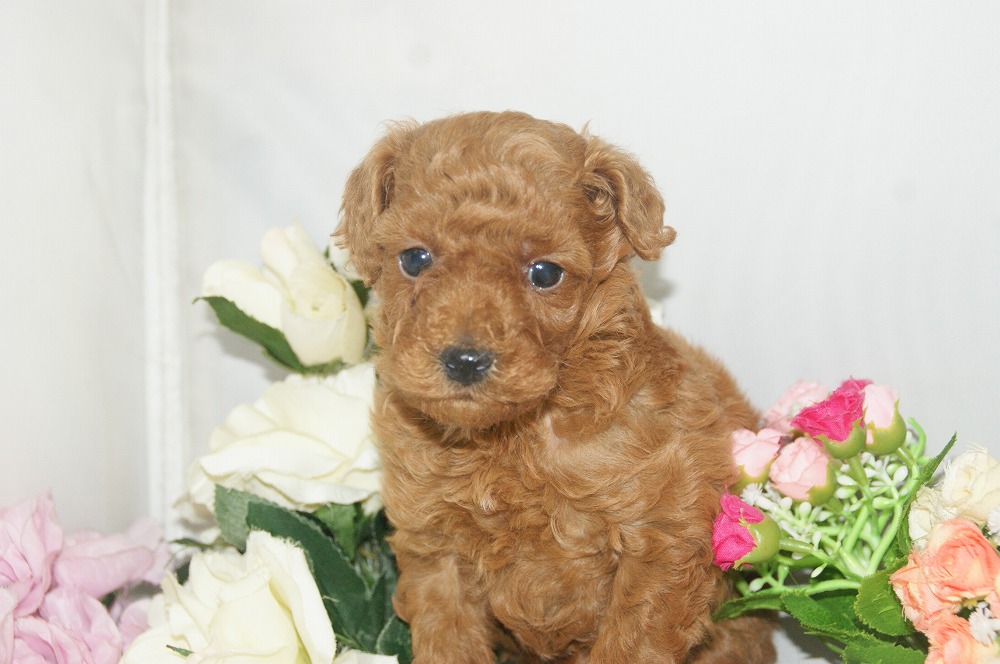 宮城県ペットショップ/ペットショップ鈴花　子犬情報／トイプードル子犬