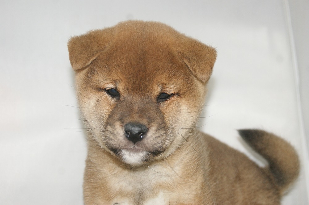 宮城県ペットショップ/ペットショップ鈴花/柴犬