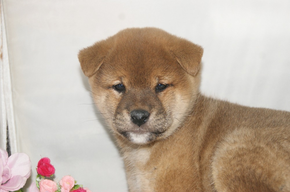 宮城県ペットショップ/ペットショップ鈴花　子犬情報／柴犬