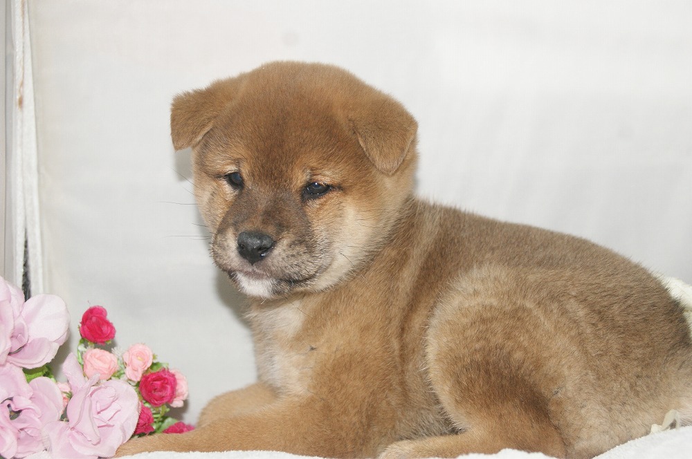 宮城県ペットショップ/ペットショップ鈴花　子犬情報／柴犬