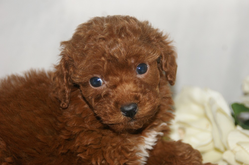 宮城県ペットショップ/ペットショップ鈴花/トイプードル子犬