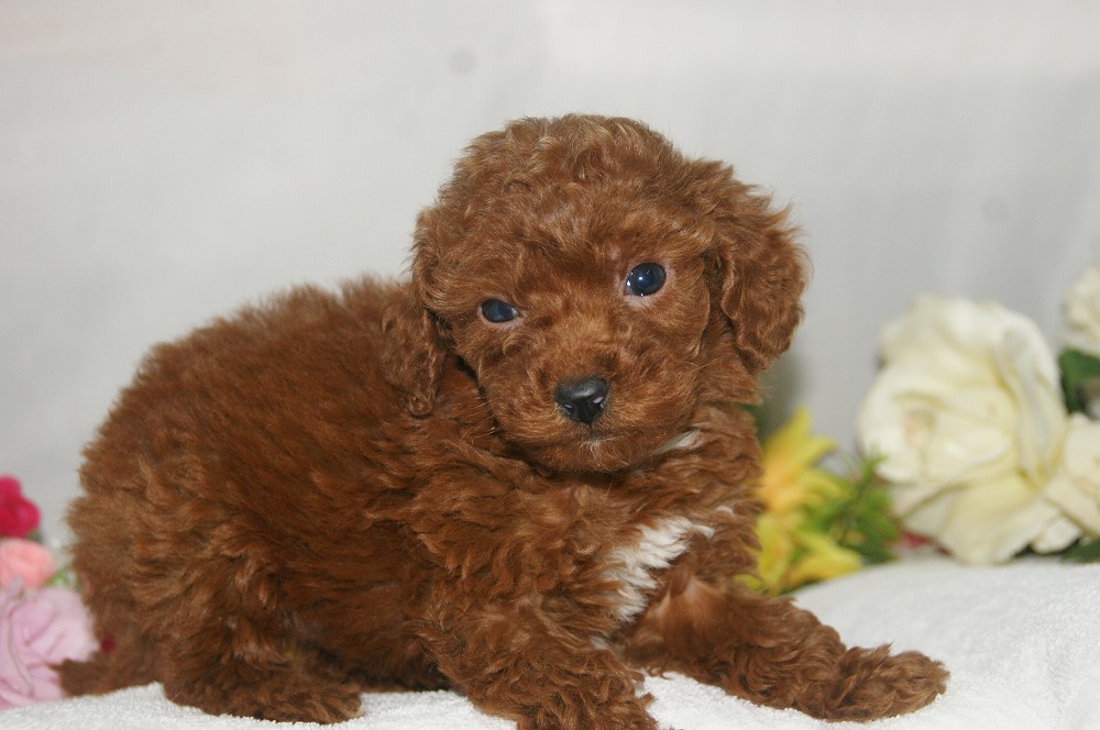 宮城県ペットショップ/ペットショップ鈴花　子犬情報／トイプードル子犬