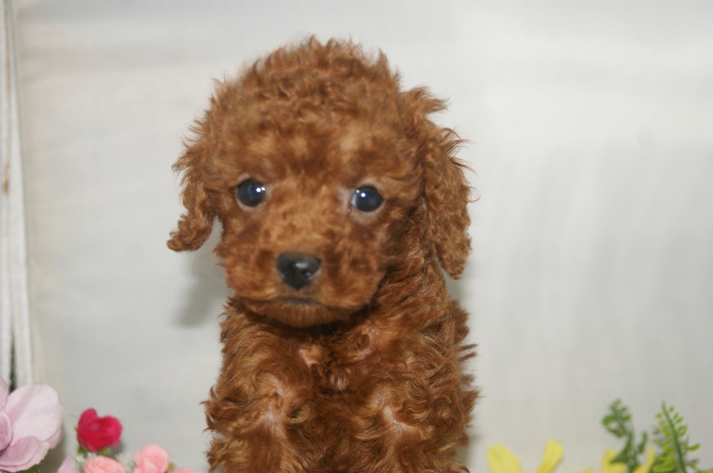 宮城県ペットショップ/ペットショップ鈴花/トイプードル子犬