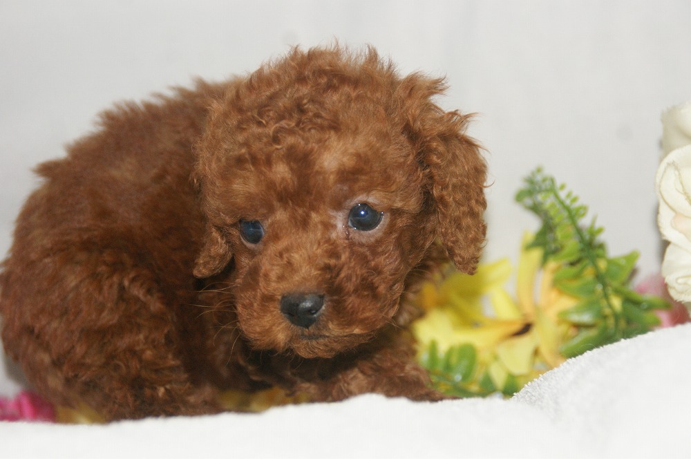 宮城県ペットショップ/ペットショップ鈴花 子犬情報/トイプードル子犬