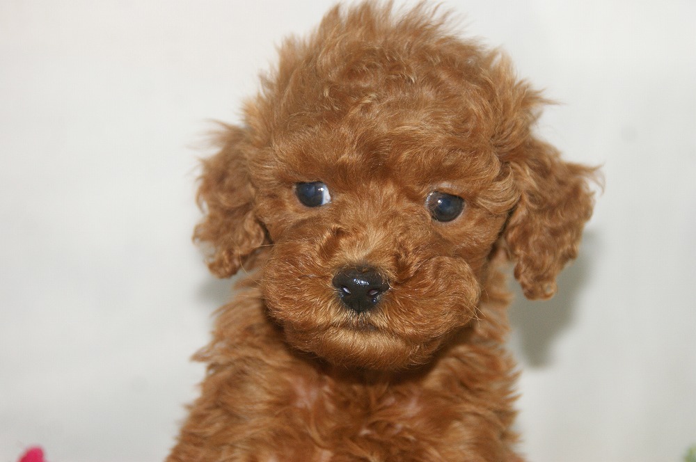 宮城県ペットショップ/ペットショップ鈴花　子犬情報／トイプードル子犬