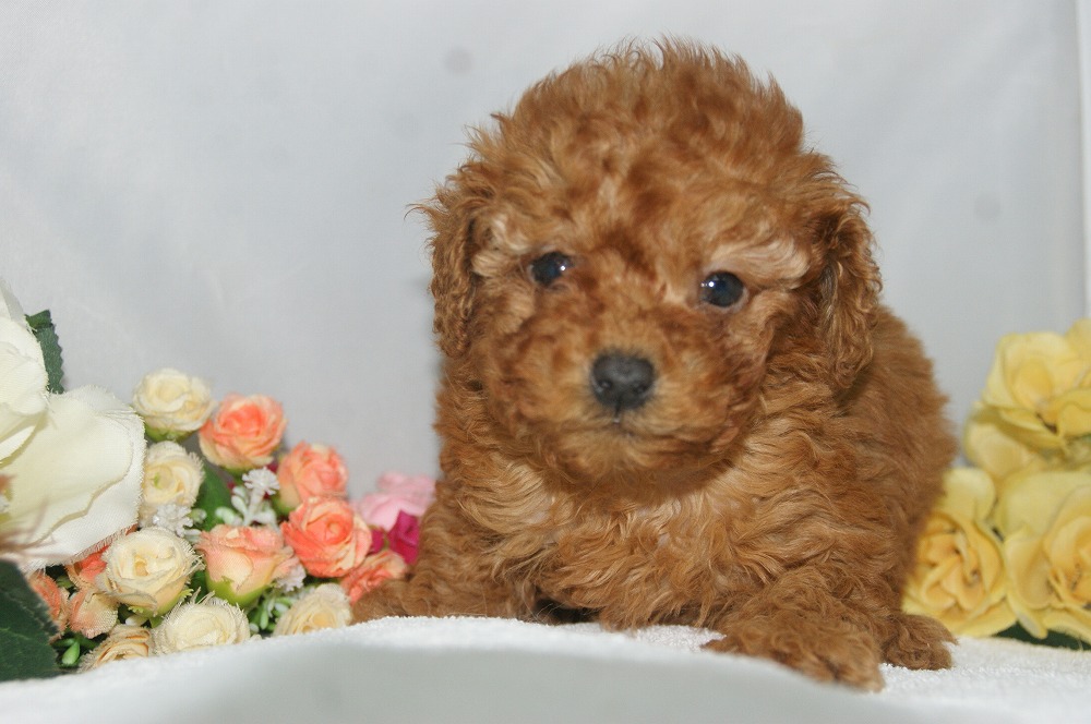 宮城県ペットショップ/ペットショップ鈴花／