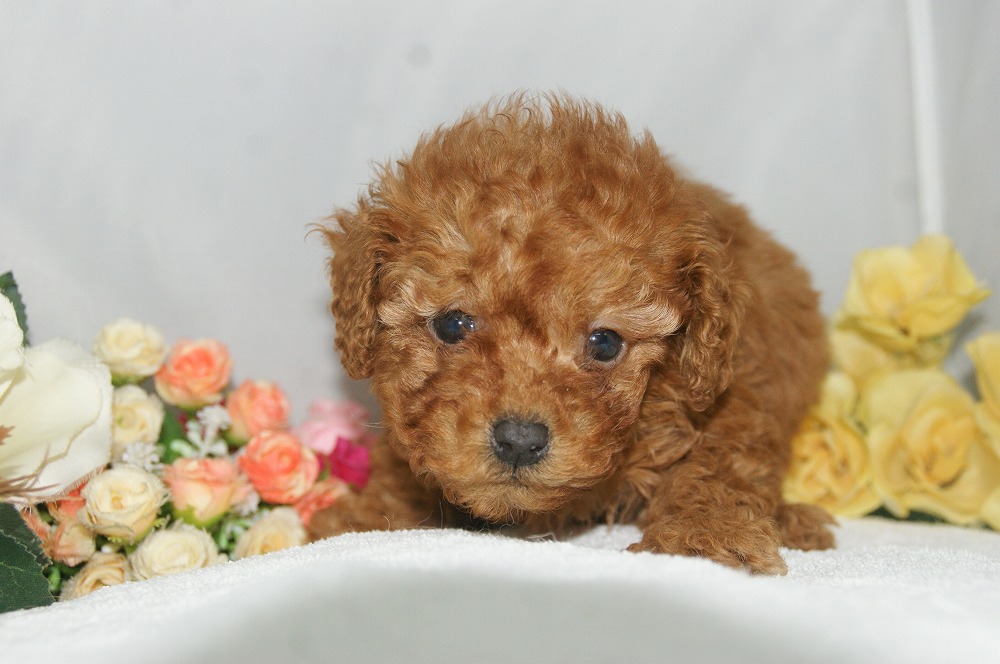 宮城県ペットショップ/ペットショップ鈴花　子犬情報／トイプードル子犬