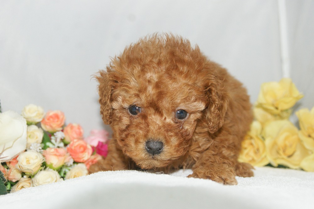 宮城県ペットショップ/ペットショップ鈴花　子犬情報／トイプードル子犬