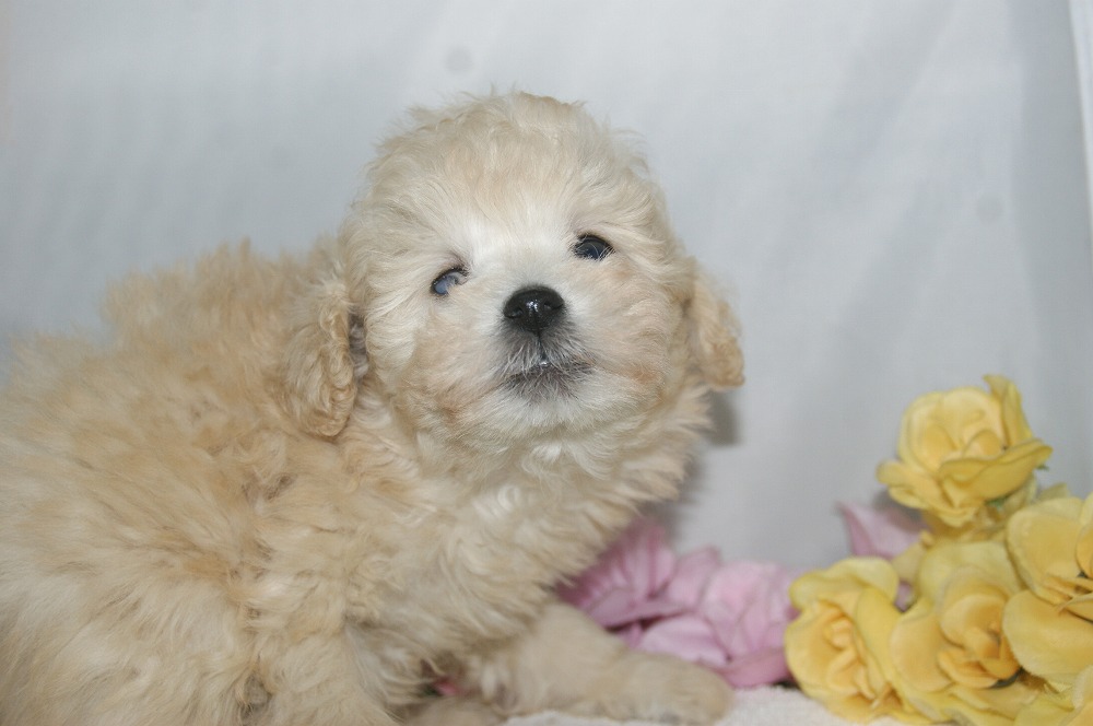 宮城県ペットショップ/ペットショップ鈴花　子犬情報／トイプードル子犬