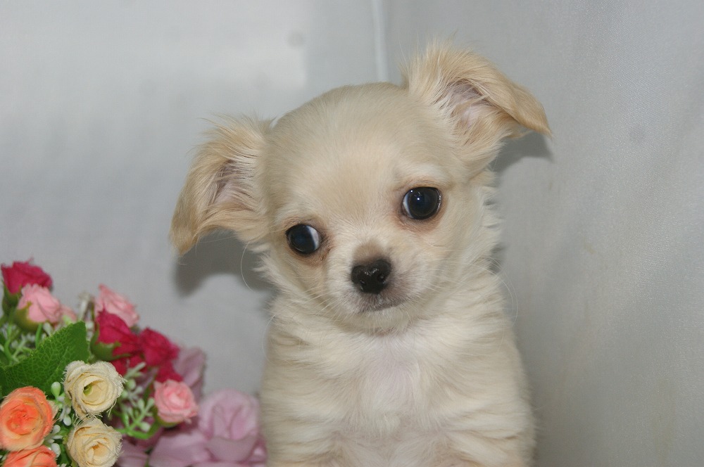 宮城県ペットショップ/ペットショップ鈴花　子犬情報／ロングチワワ