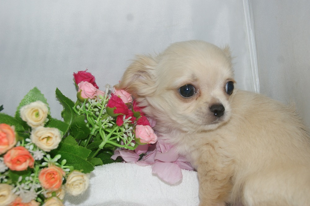 宮城県ペットショップ/ペットショップ鈴花　子犬情報／ロングチワワ