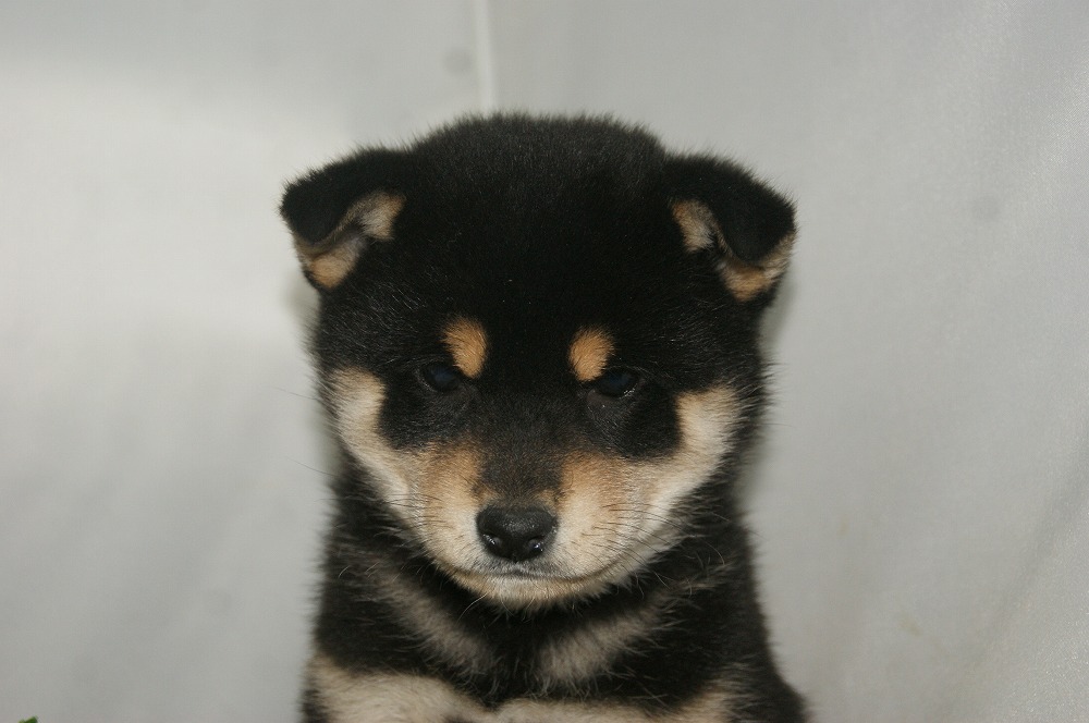 宮城県ペットショップ/ペットショップ鈴花／柴子犬