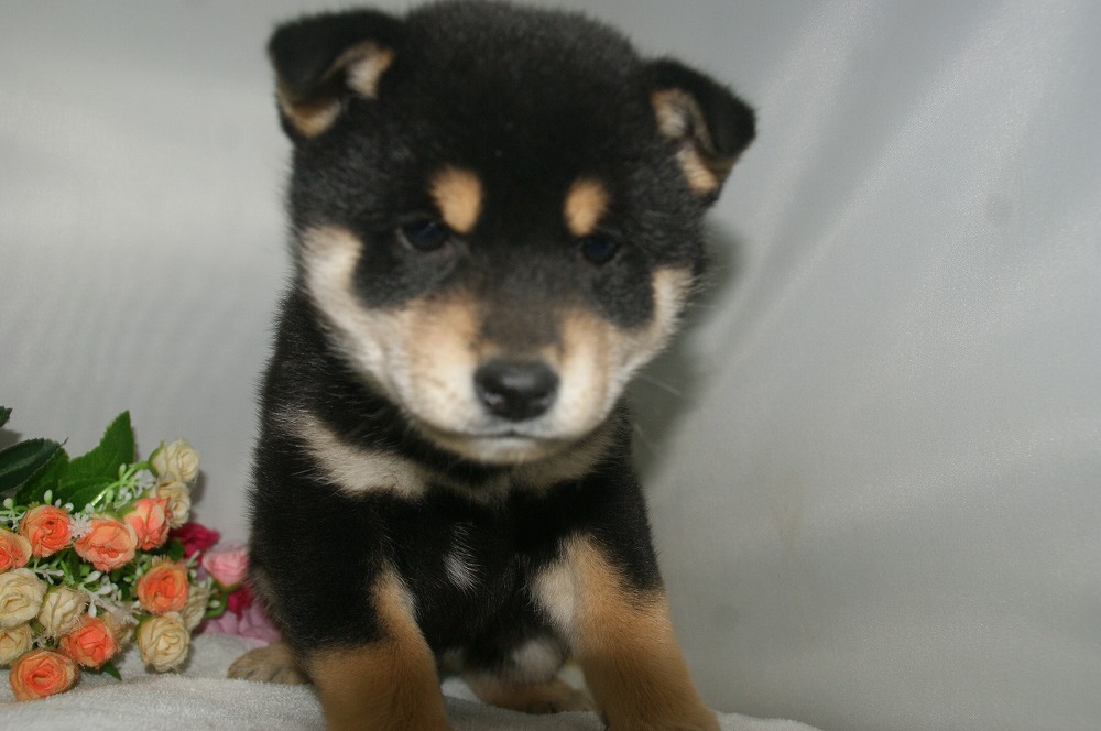 宮城県ペットショップ/ペットショップ鈴花　子犬情報／柴犬