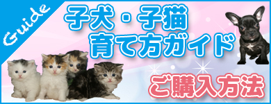 宮城・仙台・子犬・子猫・育て方　宮城県ペットショップ/ペットショップ鈴花