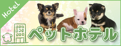 宮城・塩釜・子犬・子猫・ペットホテル　宮城県ペットショップ/ペットショップ鈴花